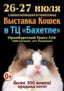 Выставка кошек в Казани 26-27 июля 2014 года